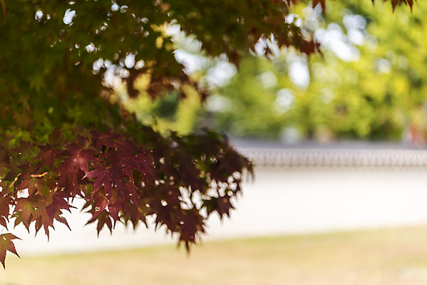 포토 JPG 주간 여행 단풍 낙엽 서울 풍경 사람없음 야외 아웃포커스 가을풍경 궁전 가을 경복궁 국내여행 국내포토 자연요소 계절 고건축 잎 한국 촬영기법 파일형식 가을_계절
