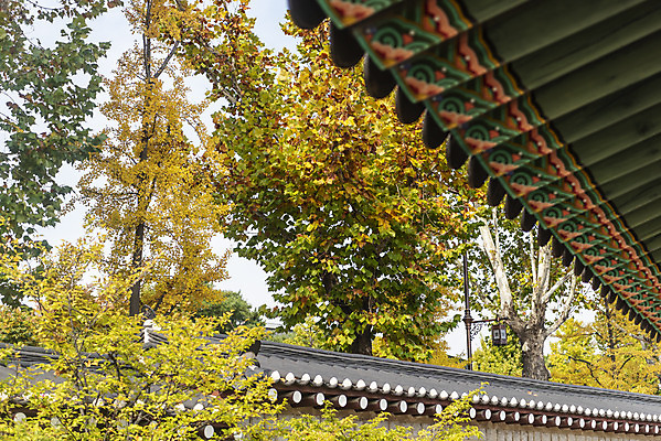 포토 JPG 주간 여행 단풍 낙엽 서울 단청문양 풍경 사람없음 야외 가을풍경 궁전 가을 경복궁 국내여행 국내포토 자연요소 문양 계절 고건축 잎 한국 단청 파일형식 가을_계절