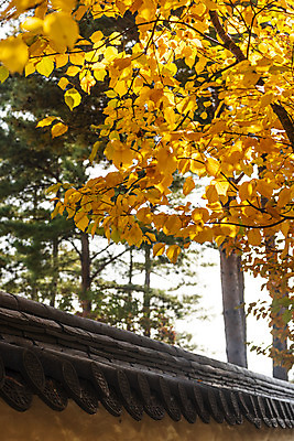 포토 JPG 주간 여행 단풍 낙엽 서울 풍경 사람없음 야외 가을풍경 궁전 가을 경복궁 국내여행 국내포토 자연요소 계절 고건축 잎 한국 파일형식 가을_계절