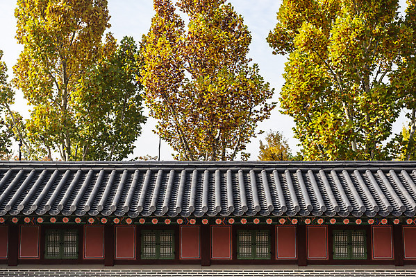 포토 JPG 주간 여행 단풍 낙엽 단풍나무 서울 풍경 사람없음 야외 가을풍경 궁전 가을 경복궁 국내여행 국내포토 자연요소 나무 계절 고건축 잎 한국 파일형식 가을_계절