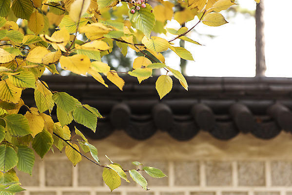 포토 JPG 주간 여행 단풍 낙엽 서울 풍경 근접촬영 사람없음 야외 가을풍경 궁전 가을 경복궁 국내여행 국내포토 자연요소 계절 뷰포인트 고건축 잎 한국 파일형식 가을_계절