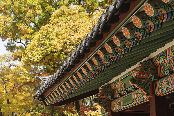 포토 JPG 주간 여행 단풍 낙엽 서울 단청문양 풍경 사람없음 야외 가을풍경 궁전 가을 경복궁 국내여행 국내포토 자연요소 문양 계절 고건축 잎 한국 단청 파일형식 가을_계절