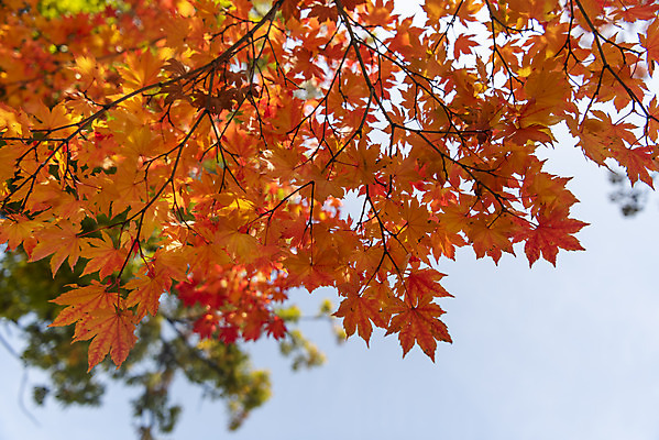 포토 JPG 주간 로우앵글 여행 단풍 낙엽 하늘 단풍나무 서울 풍경 사람없음 야외 가을풍경 궁전 가을 경복궁 국내여행 국내포토 자연요소 나무 계절 뷰포인트 고건축 잎 한국 파일형식 가을_계절