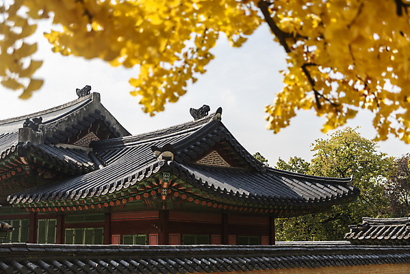 포토 JPG 주간 여행 단풍 낙엽 서울 풍경 사람없음 야외 가을풍경 궁전 가을 은행잎 경복궁 은행나무 국내여행 국내포토 자연요소 나무 계절 고건축 잎 한국 파일형식 가을_계절