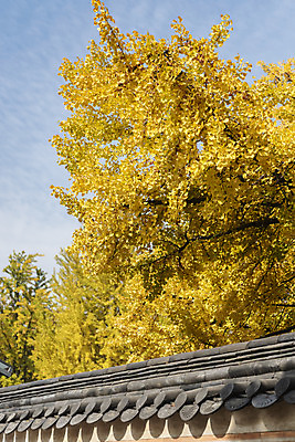 포토 JPG 주간 여행 단풍 낙엽 서울 풍경 사람없음 야외 가을풍경 궁전 가을 은행잎 경복궁 은행나무 국내여행 국내포토 자연요소 나무 계절 고건축 잎 한국 파일형식 가을_계절