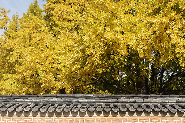 포토 JPG 주간 여행 단풍 낙엽 서울 풍경 사람없음 야외 가을풍경 궁전 가을 은행잎 경복궁 은행나무 국내여행 국내포토 자연요소 나무 계절 고건축 잎 한국 파일형식 가을_계절