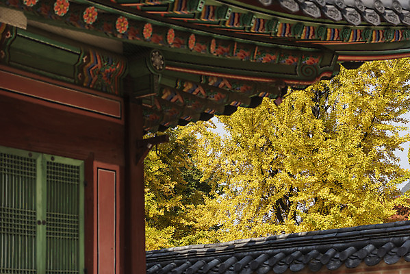 포토 JPG 주간 여행 단풍 낙엽 서울 단청문양 풍경 사람없음 야외 가을풍경 궁전 가을 은행잎 경복궁 은행나무 국내여행 국내포토 자연요소 나무 문양 계절 고건축 잎 한국 단청 파일형식 가을_계절