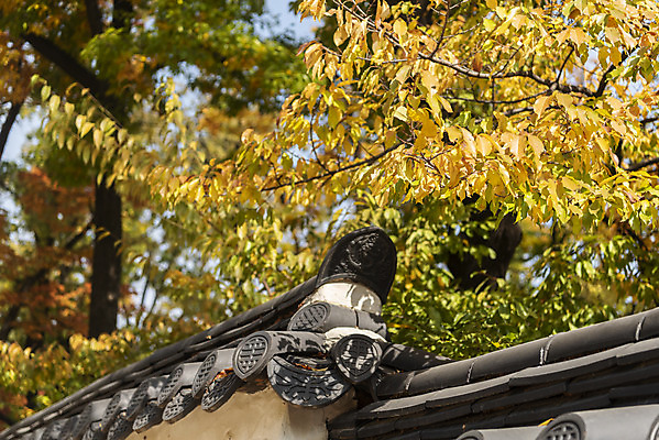 포토 JPG 주간 여행 단풍 낙엽 잎 서울 풍경 사람없음 야외 가을풍경 궁전 가을 경복궁 국내여행 국내포토 자연요소 식물 계절 고건축 한국 파일형식 가을_계절