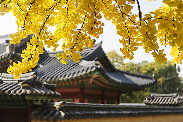 포토 JPG 주간 여행 단풍 낙엽 서울 풍경 사람없음 야외 가을풍경 궁전 가을 은행잎 경복궁 은행나무 국내여행 국내포토 자연요소 나무 계절 고건축 잎 한국 파일형식 가을_계절