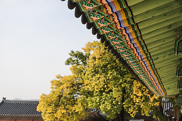 포토 JPG 주간 여행 단풍 낙엽 서울 단청문양 풍경 사람없음 야외 가을풍경 궁전 가을 경복궁 국내여행 국내포토 자연요소 문양 계절 고건축 잎 한국 단청 파일형식 가을_계절