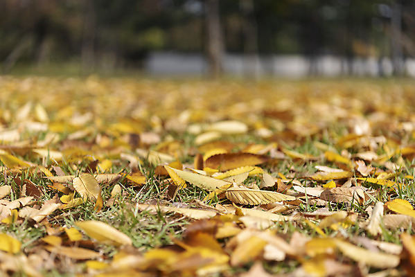 포토 JPG 주간 여행 단풍 낙엽 서울 풍경 사람없음 야외 아웃포커스 가을풍경 궁전 가을 경복궁 국내여행 국내포토 자연요소 계절 고건축 잎 한국 촬영기법 파일형식 가을_계절