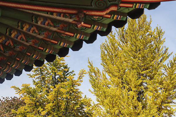 포토 JPG 주간 여행 단풍 낙엽 단풍나무 서울 단청문양 풍경 사람없음 야외 가을풍경 궁전 가을 경복궁 국내여행 국내포토 자연요소 나무 문양 계절 고건축 잎 한국 단청 파일형식 가을_계절