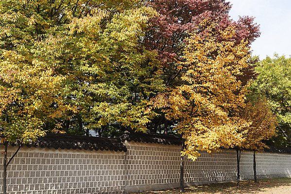 포토 JPG 주간 여행 단풍 낙엽 단풍나무 서울 풍경 사람없음 야외 가을풍경 궁전 가을 경복궁 국내여행 국내포토 자연요소 나무 계절 고건축 잎 한국 파일형식 가을_계절