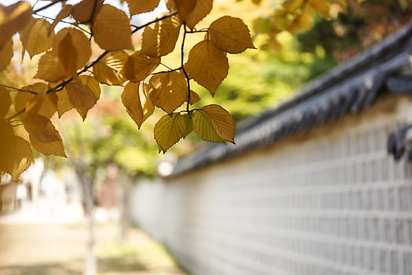 포토 JPG 주간 여행 단풍 낙엽 서울 풍경 근접촬영 사람없음 야외 아웃포커스 가을풍경 궁전 가을 경복궁 국내여행 국내포토 자연요소 계절 뷰포인트 고건축 잎 한국 촬영기법 파일형식 가을_계절