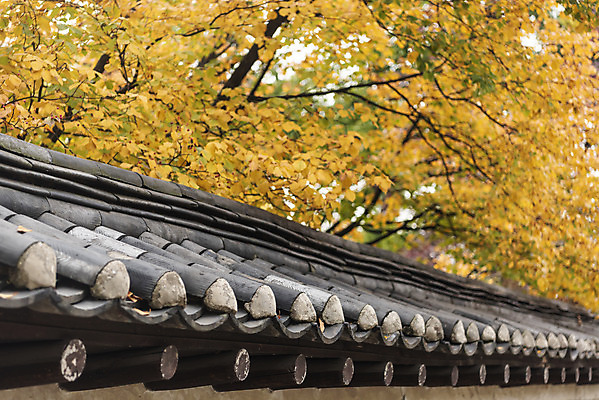 포토 JPG 주간 여행 단풍 낙엽 단풍나무 서울 풍경 사람없음 야외 아웃포커스 가을풍경 궁전 가을 국내여행 덕수궁 돌담길 국내포토 자연요소 나무 계절 길 고건축 잎 한국 돌담 촬영기법 파일형식 가을_계절