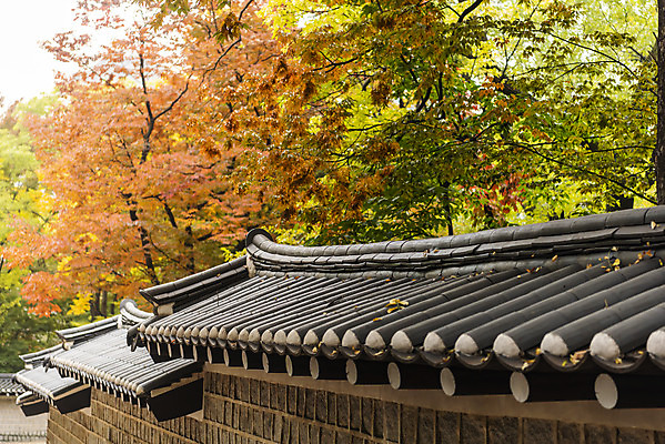 포토 JPG 주간 여행 단풍 낙엽 단풍나무 서울 풍경 사람없음 야외 가을풍경 궁전 가을 국내여행 덕수궁 돌담길 국내포토 자연요소 나무 계절 길 고건축 잎 한국 돌담 파일형식 가을_계절