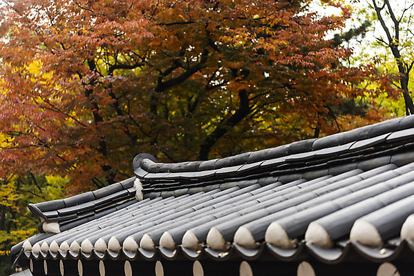 포토 JPG 주간 여행 단풍 낙엽 단풍나무 서울 풍경 사람없음 야외 가을풍경 궁전 가을 국내여행 덕수궁 돌담길 국내포토 자연요소 나무 계절 길 고건축 잎 한국 돌담 파일형식 가을_계절