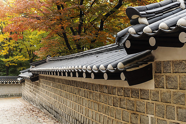 포토 JPG 주간 여행 단풍 낙엽 단풍나무 서울 풍경 사람없음 야외 가을풍경 궁전 가을 국내여행 덕수궁 돌담길 국내포토 자연요소 나무 계절 길 고건축 잎 한국 돌담 파일형식 가을_계절