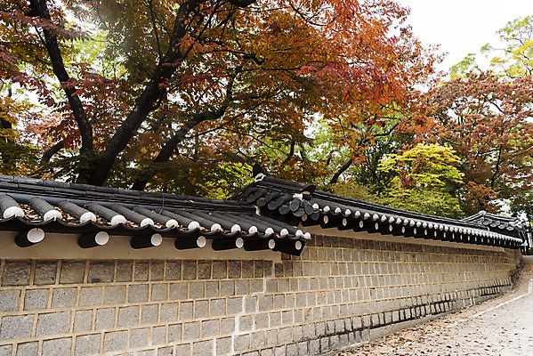 포토 JPG 주간 여행 단풍 낙엽 단풍나무 서울 풍경 사람없음 야외 가을풍경 궁전 가을 국내여행 덕수궁 돌담길 국내포토 자연요소 나무 계절 길 고건축 잎 한국 돌담 파일형식 가을_계절