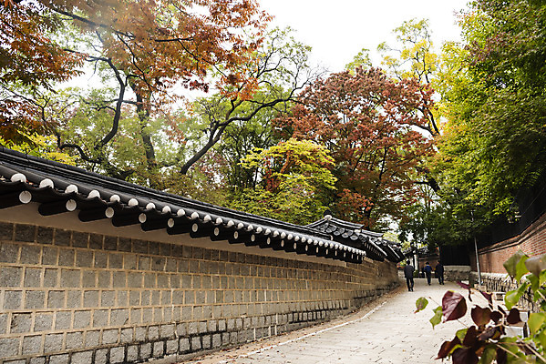 포토 JPG 주간 여행 단풍 낙엽 단풍나무 서울 풍경 사람없음 야외 가을풍경 궁전 가을 국내여행 덕수궁 돌담길 국내포토 자연요소 나무 계절 길 고건축 잎 한국 돌담 파일형식 가을_계절