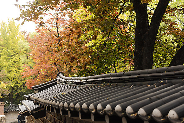 포토 JPG 주간 여행 단풍 낙엽 단풍나무 서울 풍경 사람없음 야외 가을풍경 궁전 가을 국내여행 덕수궁 돌담길 국내포토 자연요소 나무 계절 길 고건축 잎 한국 돌담 파일형식 가을_계절