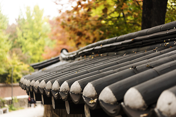 포토 JPG 주간 여행 단풍 낙엽 단풍나무 서울 풍경 사람없음 야외 가을풍경 궁전 가을 국내여행 덕수궁 돌담길 국내포토 자연요소 나무 계절 길 고건축 잎 한국 돌담 파일형식 가을_계절