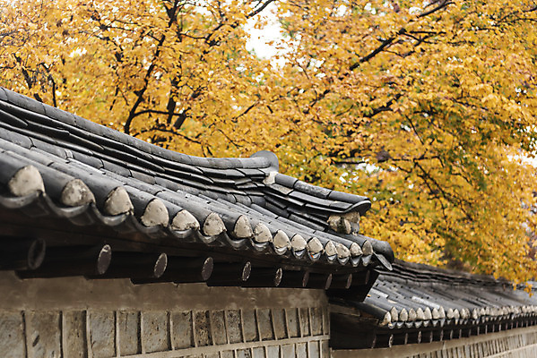 포토 JPG 주간 여행 단풍 낙엽 단풍나무 서울 풍경 사람없음 야외 가을풍경 궁전 가을 국내여행 덕수궁 돌담길 국내포토 자연요소 나무 계절 길 고건축 잎 한국 돌담 파일형식 가을_계절