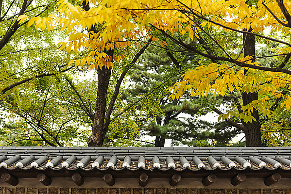 포토 JPG 주간 여행 단풍 낙엽 단풍나무 서울 풍경 사람없음 야외 가을풍경 궁전 가을 국내여행 덕수궁 돌담길 국내포토 자연요소 나무 계절 길 고건축 잎 한국 돌담 파일형식 가을_계절