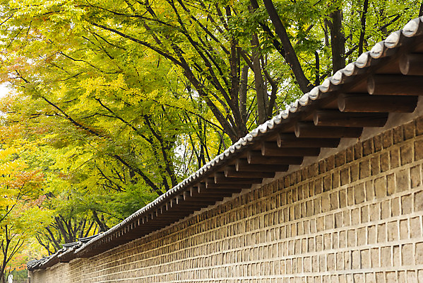 포토 JPG 주간 여행 단풍 낙엽 단풍나무 서울 풍경 사람없음 야외 가을풍경 궁전 가을 국내여행 덕수궁 돌담길 국내포토 자연요소 나무 계절 길 고건축 잎 한국 돌담 파일형식 가을_계절