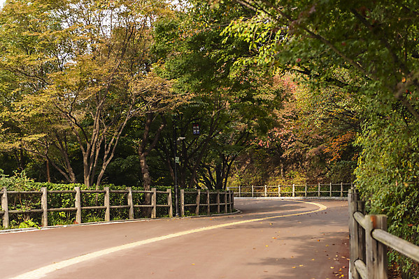 포토 JPG 주간 여행 단풍 낙엽 서울 풍경 사람없음 야외 가을풍경 산책로 가을 남산 국내여행 국내포토 자연요소 계절 길 잎 한국 랜드마크 파일형식 가을_계절