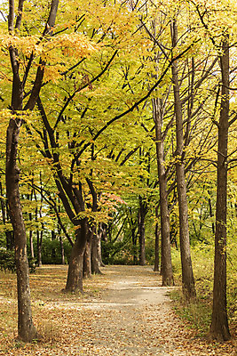 포토 JPG 주간 여행 단풍 낙엽 서울 풍경 사람없음 야외 아웃포커스 가을풍경 가을 은행잎 은행나무 남산 국내여행 국내포토 자연요소 나무 계절 잎 한국 촬영기법 랜드마크 파일형식 가을_계절