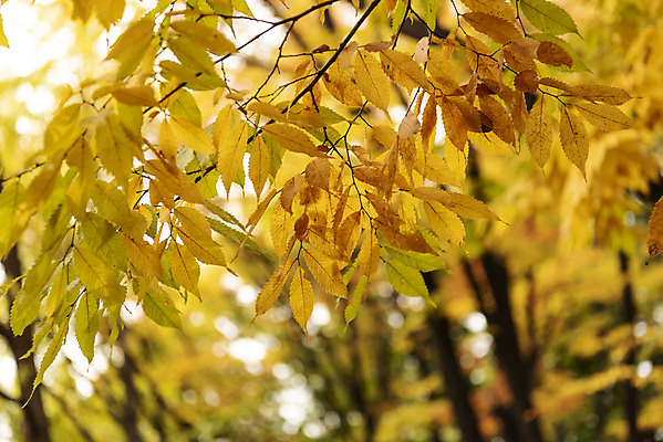 포토 JPG 주간 여행 단풍 낙엽 서울 풍경 사람없음 야외 아웃포커스 가을풍경 가을 은행잎 은행나무 남산 국내여행 국내포토 자연요소 나무 계절 잎 한국 촬영기법 랜드마크 파일형식 가을_계절