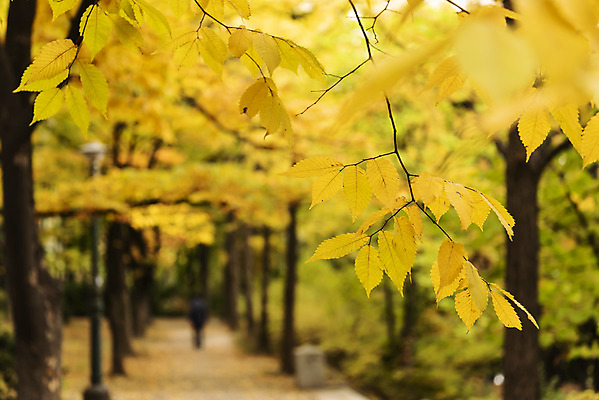 포토 JPG 주간 여행 단풍 낙엽 서울 풍경 사람없음 야외 아웃포커스 가을풍경 가을 은행잎 은행나무 남산 국내여행 국내포토 자연요소 나무 계절 잎 한국 촬영기법 랜드마크 파일형식 가을_계절