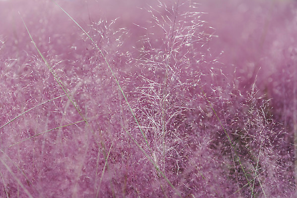 포토 JPG 주간 여행 낙엽 서울 풍경 사람없음 야외 가을풍경 가을 국내여행 올림픽공원 핑크뮬리 국내포토 자연요소 식물 계절 공원 잎 한국 파일형식 가을_계절