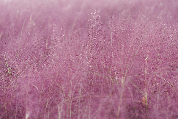 포토 JPG 주간 여행 낙엽 서울 풍경 사람없음 야외 가을풍경 가을 국내여행 올림픽공원 핑크뮬리 국내포토 자연요소 식물 계절 공원 잎 한국 파일형식 가을_계절