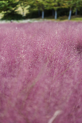 포토 JPG 주간 여행 낙엽 서울 풍경 사람없음 야외 가을풍경 가을 국내여행 올림픽공원 핑크뮬리 국내포토 자연요소 식물 계절 공원 잎 한국 파일형식 가을_계절