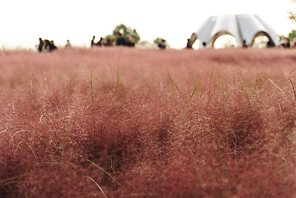 포토 JPG 주간 여행 낙엽 서울 풍경 사람없음 야외 가을풍경 가을 국내여행 하늘공원 핑크뮬리 국내포토 자연요소 식물 계절 공원 잎 한국 파일형식 가을_계절