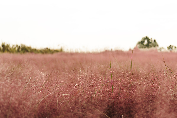 포토 JPG 주간 여행 낙엽 서울 풍경 사람없음 야외 가을풍경 가을 국내여행 하늘공원 핑크뮬리 국내포토 자연요소 식물 계절 공원 잎 한국 파일형식 가을_계절