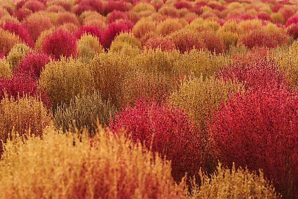 포토 JPG 주간 여행 낙엽 서울 풍경 사람없음 야외 가을풍경 가을 국내여행 하늘공원 댑싸리 국내포토 자연요소 식물 계절 공원 잎 한국 파일형식 가을_계절