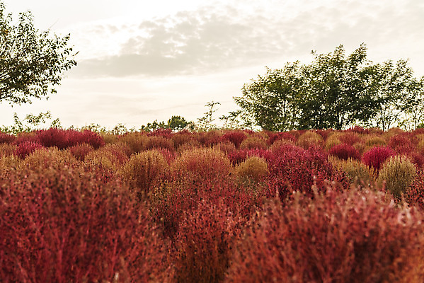포토 JPG 주간 여행 낙엽 서울 풍경 사람없음 야외 가을풍경 가을 국내여행 하늘공원 댑싸리 국내포토 자연요소 식물 계절 공원 잎 한국 파일형식 가을_계절