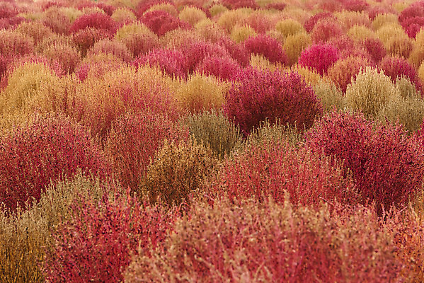 포토 JPG 주간 여행 낙엽 서울 풍경 사람없음 야외 가을풍경 가을 국내여행 하늘공원 댑싸리 국내포토 자연요소 식물 계절 공원 잎 한국 파일형식 가을_계절