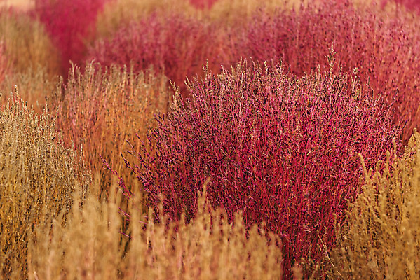포토 JPG 주간 여행 낙엽 서울 풍경 사람없음 야외 가을풍경 가을 국내여행 하늘공원 댑싸리 국내포토 자연요소 식물 계절 공원 잎 한국 파일형식 가을_계절
