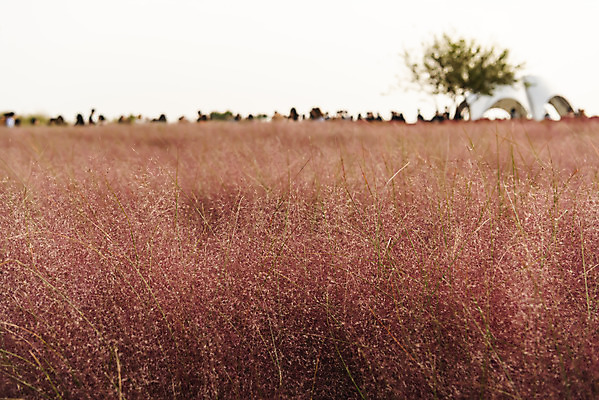 포토 JPG 주간 여행 낙엽 서울 풍경 사람없음 야외 가을풍경 가을 국내여행 하늘공원 핑크뮬리 국내포토 자연요소 식물 계절 공원 잎 한국 파일형식 가을_계절