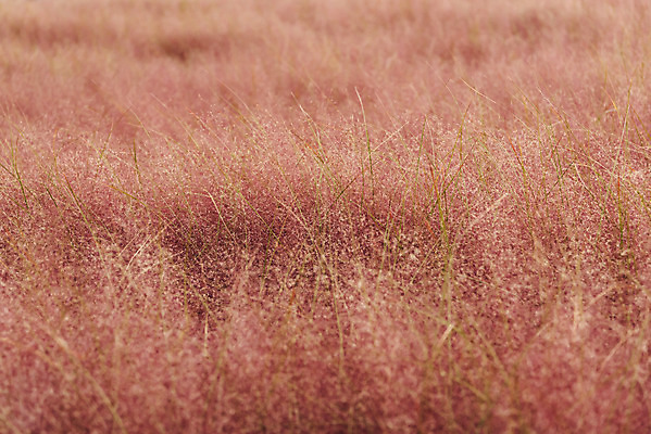 포토 JPG 주간 여행 낙엽 서울 풍경 사람없음 야외 가을풍경 가을 국내여행 하늘공원 핑크뮬리 국내포토 자연요소 식물 계절 공원 잎 한국 파일형식 가을_계절