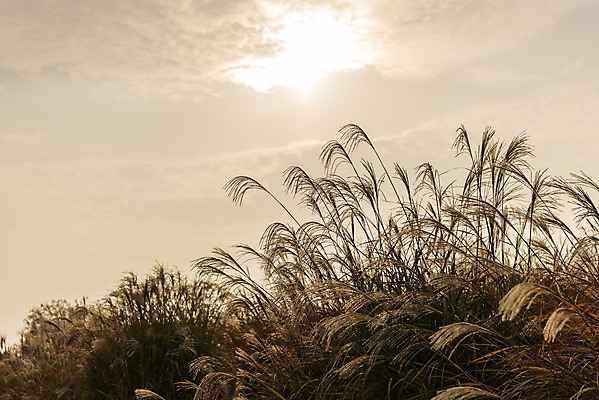 포토 JPG 주간 여행 낙엽 서울 갈대 풍경 사람없음 야외 가을풍경 일몰 가을 억새 국내여행 하늘공원 국내포토 자연요소 식물 계절 공원 잎 한국 노을 파일형식 가을_계절