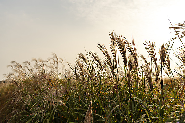 포토 JPG 주간 여행 낙엽 서울 갈대 풍경 사람없음 야외 가을풍경 일몰 가을 억새 국내여행 하늘공원 국내포토 자연요소 식물 계절 공원 잎 한국 노을 파일형식 가을_계절