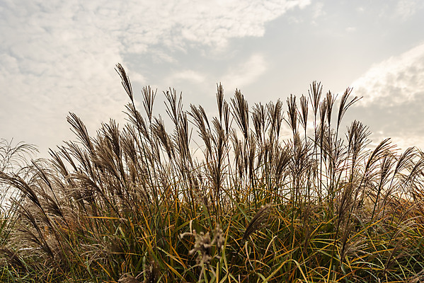 포토 JPG 주간 여행 낙엽 서울 갈대 풍경 사람없음 야외 가을풍경 일몰 가을 억새 국내여행 하늘공원 국내포토 자연요소 식물 계절 공원 잎 한국 노을 파일형식 가을_계절