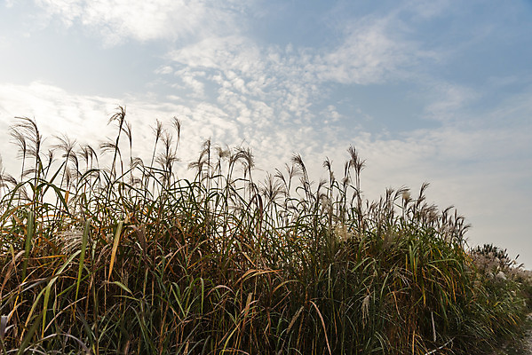 포토 JPG 주간 여행 낙엽 서울 갈대 풍경 사람없음 야외 가을풍경 가을 억새 국내여행 하늘공원 국내포토 자연요소 식물 계절 공원 잎 한국 파일형식 가을_계절