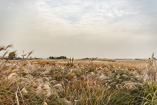 포토 JPG 주간 여행 낙엽 서울 갈대 풍경 사람없음 야외 가을풍경 가을 억새 국내여행 하늘공원 국내포토 자연요소 식물 계절 공원 잎 한국 파일형식 가을_계절