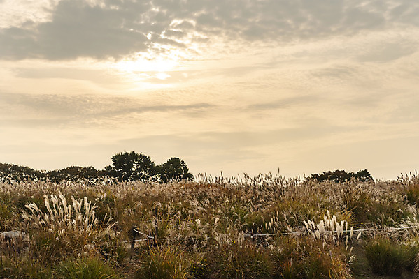 포토 JPG 주간 여행 낙엽 서울 갈대 풍경 사람없음 야외 가을풍경 일몰 가을 억새 국내여행 하늘공원 국내포토 자연요소 식물 계절 공원 잎 한국 노을 파일형식 가을_계절